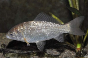 Caracecarp, on także carcica - hybrid fish Caracecarp, on także carcica - hybrid fish